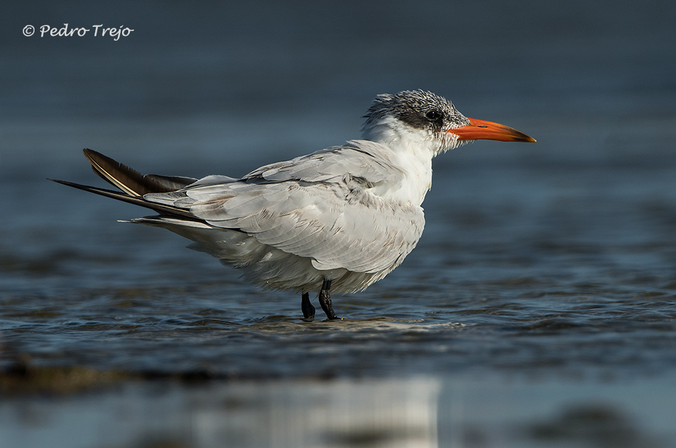 Pagaza piquirroja (Hydroprogne caspia)